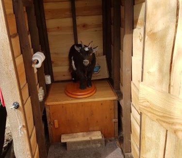 Ewhurst Green Other | Dogwood Cabin