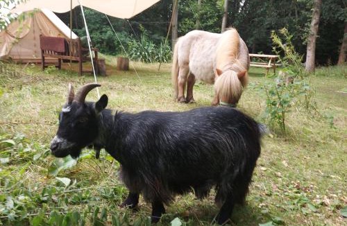 Ewhurst Green Other | Dogwood Yurt