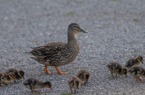 Eaucourt-sur-Somme Boat Rental | Dolfyn nuit sur l'eau en duo