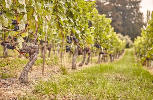 Essertines-sur-Rolle House | Domaine Beauregard