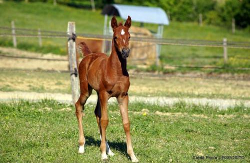 Estipouy Resort | Domaine d'Escapa