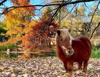 Sauvigny-les-Bois Ski Chalet | Domaine de Faye
