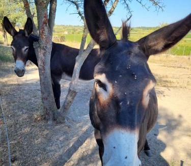 Tourbes House | Domaine de l'Envolée