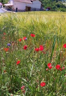 Bully House | Domaine de Solémy