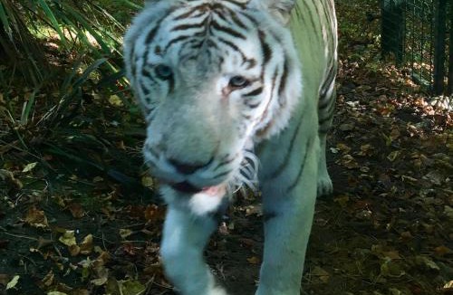 Pruniers-en-Sologne Bed & Breakfast | Domaine des Bois Argentés