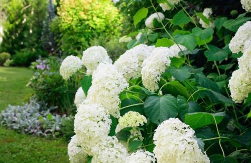 Rumegies House | Domaine des hydrangeas