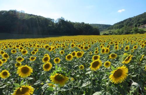 Manses House | Domaine Le Cazal
