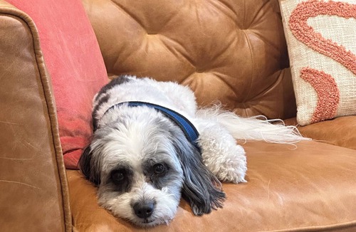 Murphys House | Downtown Murphy’s Creek House