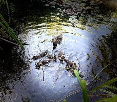 Buckton Cabin | Dragonfly Lodge