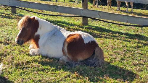 Northland House | Dream Weavers Farm Cabin