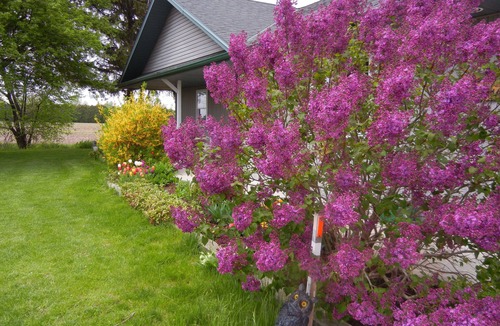 Ruthven Cottage | Duck Pond Bed & Breakfast Cottage