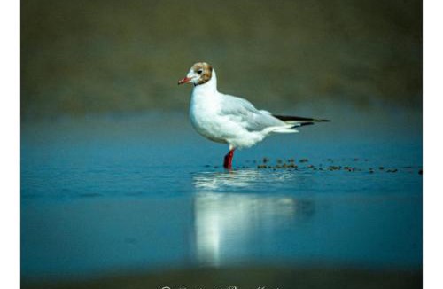 Stella-Plage Bed & Breakfast | Dunéa