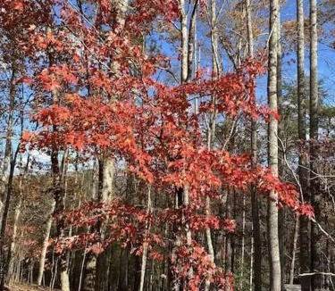 Blairsville Ski Chalet | Eagle's nest