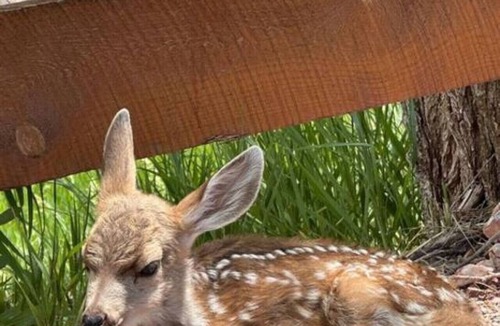 Hot Springs RV Rental | Eagle Tipi at Highland Meadows Resort