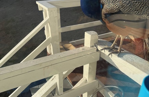 Bethel Island House | Eagles Nest Cozy Delta Oasis