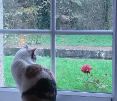 Carhaix-Plouguer Bed & Breakfast | Ecluse de l'Ile