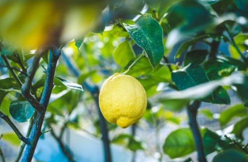 Chiatra Cabin | Eco lodge Carbonaccio