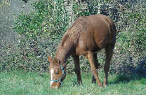 Champagne-Mouton House | Ecologis de Chantegrolle