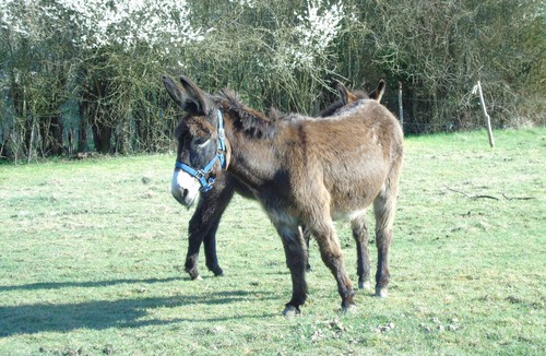 Champagne-Mouton House | Ecologis de Chantegrolle