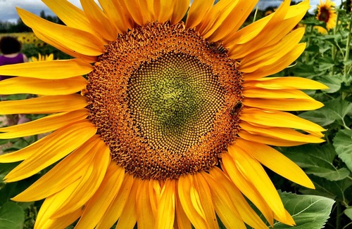 Meauzac House | ecologite Fleur de sureau à la campagne