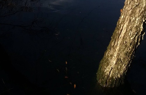 Colleton County House | Edisto River Retreat