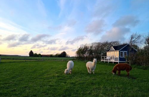 Lokken House | Egeskovs Alpaca & Cottage