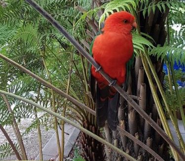 Eildon Hotel | Eildon Parkview Motor Inn Room 5