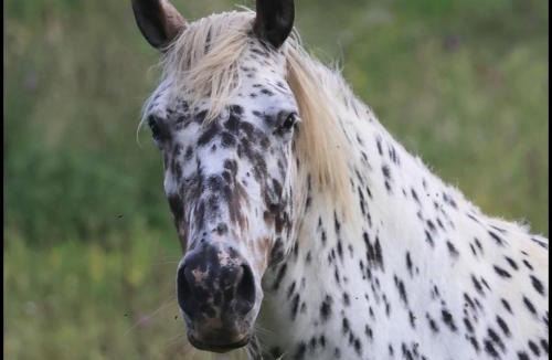Cendrieux House | Evadez-vous à la ferme !