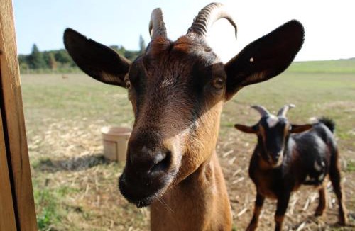 Cendrieux House | Evadez-vous à la ferme !