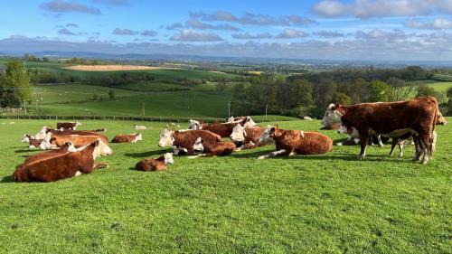 Callow House | Ewe Retreat Shepherds Hut
