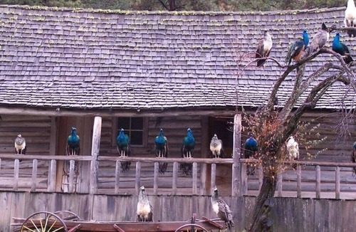 Wallowa County Cabin | Families and Groups