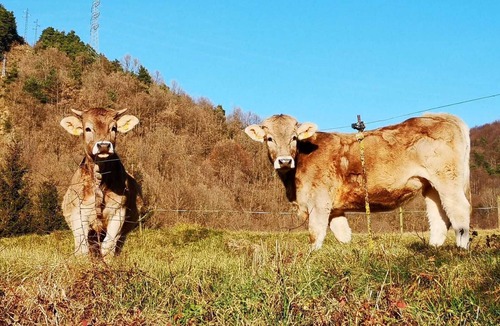 Vallfogona Cottage | Fantastic rural house La Geneta in full nature