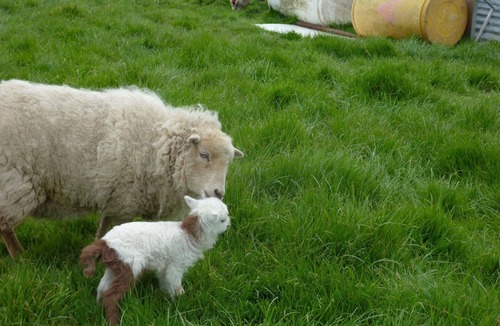 Hardanges House | Farm Bohemian trailer