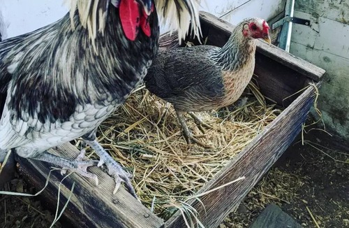 Hollister House | Farm Stay🐮 🐥 🐐 🥚