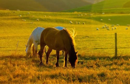 Murthill Other | Farmer's Cabin