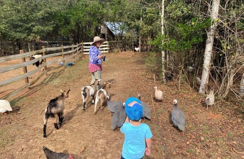 Tallahassee RV Rental | Farmstay- SMALL RV primitive site