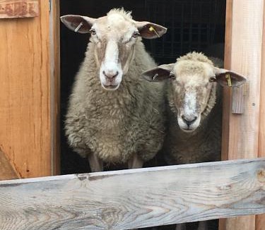 Hartland Four Corners House | Fat Sheep Farm & Cabins