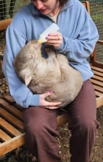 Lavers Hill House | Fauna Australia Wildlife Experience