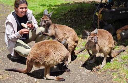 Lavers Hill House | Fauna Australia Wildlife Experience