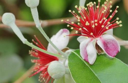 Saint-Gely-du-Fesc House | FEIJOA