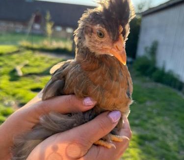 Skaerbaek House | Ferienhof Faebrogaard