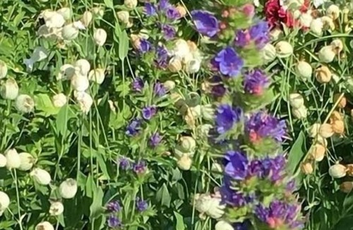 Ebnat-Kappel Apartment | Ferienwohnung/app. für 4 Gäste mit 55m² in Ebnat-kappel