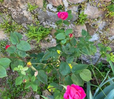 Bergesserin Bed & Breakfast | Ferme Fleurie