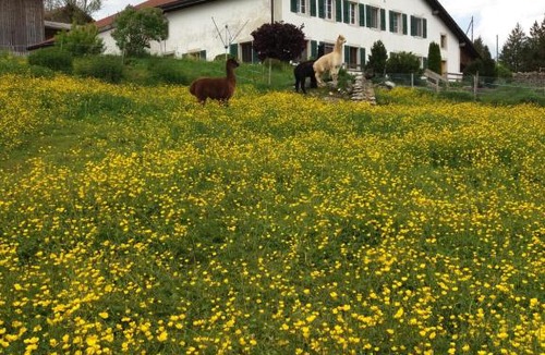 Muriaux Apartment | Ferme O'Clés