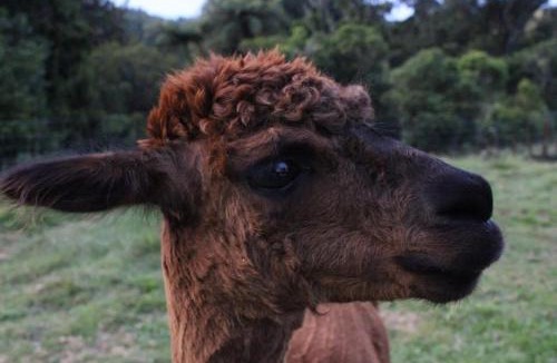 New Plymouth House | Fig Cottage