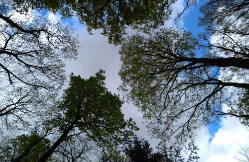 Corcoue-sur-Logne Cabin | FINNISH KOTA RELAXATION, FOREST AND NATURE. BREAKFAST INCLUDED