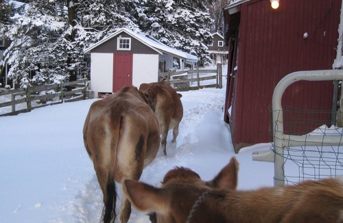 Coopersburg House | Flint Hill Farm AG
