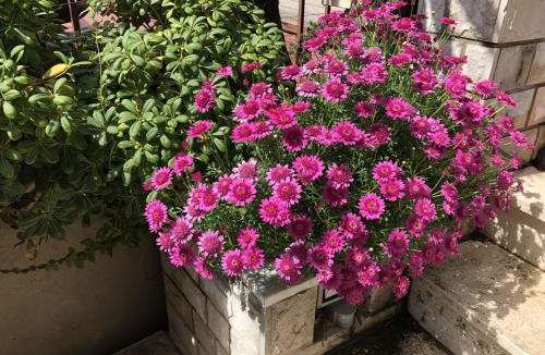 Babin Kuk House | Flower House - Lapad