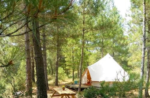 Naves Other | Forest Days