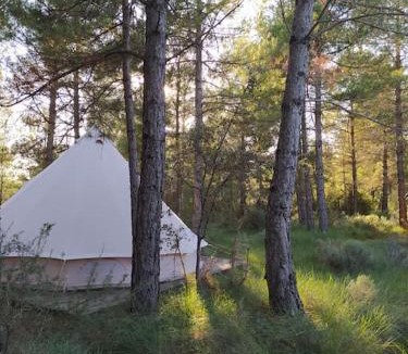 Naves Other | Forest Days